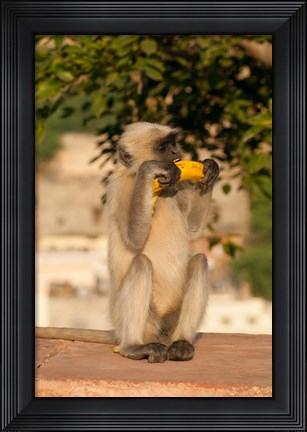 Framed Langur Monkey holding a banana, Amber Fort, Jaipur, Rajasthan, India Print