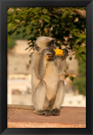 Framed Langur Monkey holding a banana, Amber Fort, Jaipur, Rajasthan, India Print