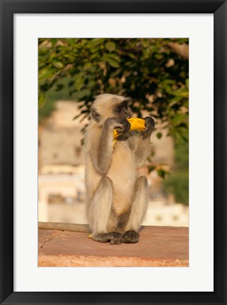 Framed Langur Monkey holding a banana, Amber Fort, Jaipur, Rajasthan, India Print