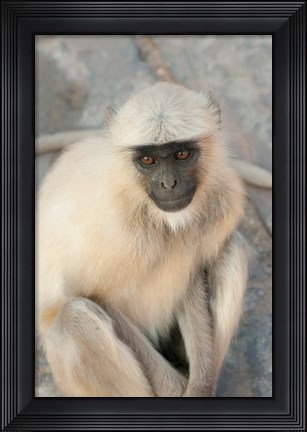 Framed Langur Monkey, Amber Fort, Jaipur, Rajasthan, India Print