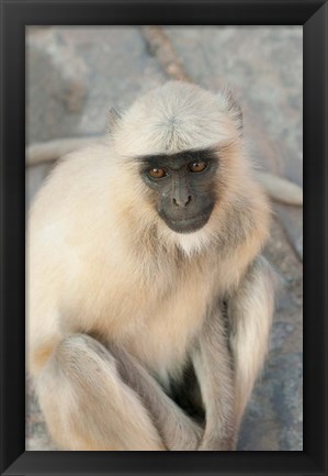 Framed Langur Monkey, Amber Fort, Jaipur, Rajasthan, India Print