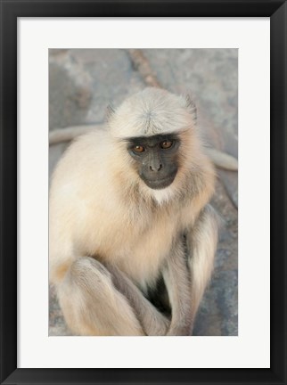 Framed Langur Monkey, Amber Fort, Jaipur, Rajasthan, India Print