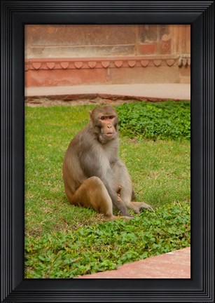 Framed Monkey, Uttar Pradesh, India Print