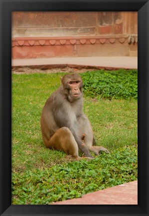 Framed Monkey, Uttar Pradesh, India Print