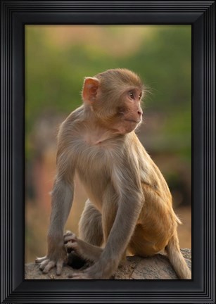 Framed Young Rhesus monkey, Monkey Temple, Jaipur, Rajasthan, India Print