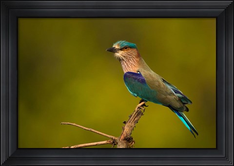 Framed Indian Roller, Bandhavgarh National Park, India Print