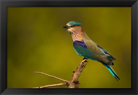 Framed Indian Roller, Bandhavgarh National Park, India Print