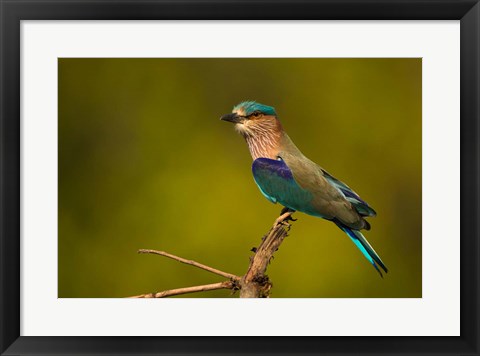 Framed Indian Roller, Bandhavgarh National Park, India Print