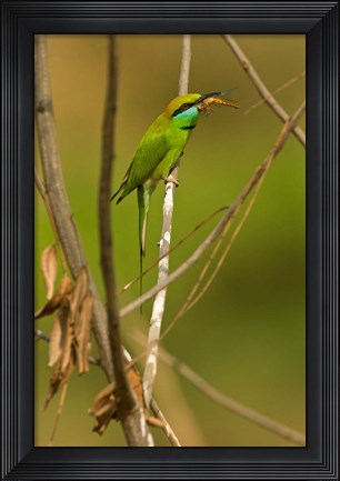 Framed Green Bee-Eater, Madhya Pradesh, Kanha National Park, India Print