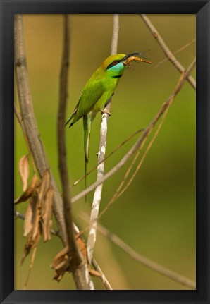 Framed Green Bee-Eater, Madhya Pradesh, Kanha National Park, India Print