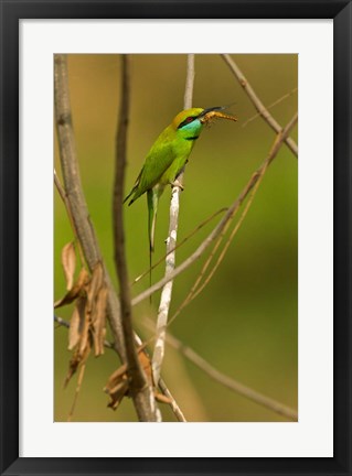 Framed Green Bee-Eater, Madhya Pradesh, Kanha National Park, India Print