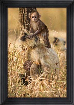 Framed Hanuman Langur, Madhya Pradesh, Kanha National Park, India Print