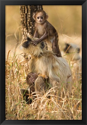 Framed Hanuman Langur, Madhya Pradesh, Kanha National Park, India Print