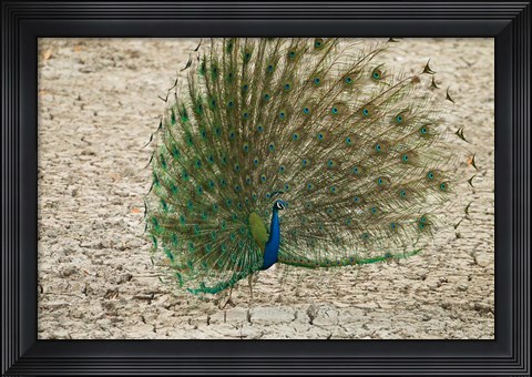 Framed Indian Peafowl, Bandhavgarh National Park, India Print