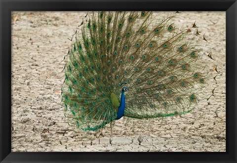 Framed Indian Peafowl, Bandhavgarh National Park, India Print