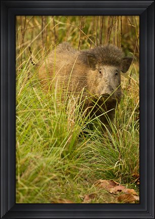 Framed Indian Wild Boar, Madhya Pradesh, Kanha National Park, India Print