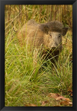 Framed Indian Wild Boar, Madhya Pradesh, Kanha National Park, India Print