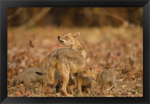 Framed Jackal With Pups, Madhya Pradesh, Pench National Park, India Print