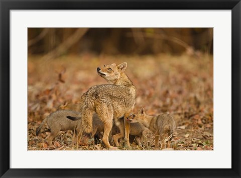 Framed Jackal With Pups, Madhya Pradesh, Pench National Park, India Print