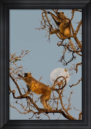 Framed Pair of Hanuman Langur, Kanha National Park, India Print