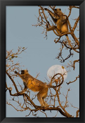 Framed Pair of Hanuman Langur, Kanha National Park, India Print