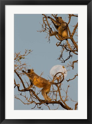 Framed Pair of Hanuman Langur, Kanha National Park, India Print