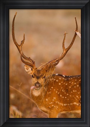 Framed Spotted Deer, Madhya Pradesh, Kanha National Park, India Print