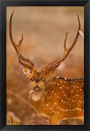 Framed Spotted Deer, Madhya Pradesh, Kanha National Park, India Print