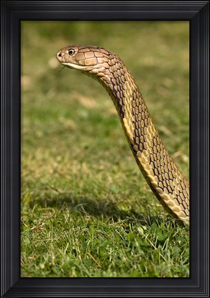 Framed King Cobra snake, South East Captive Print