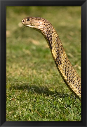 Framed King Cobra snake, South East Captive Print