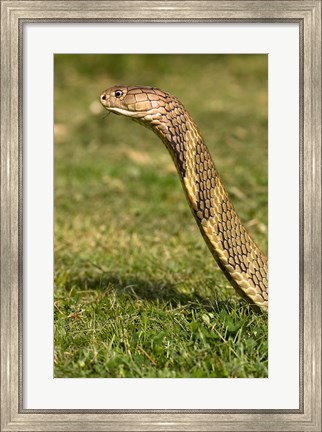Framed King Cobra snake, South East Captive Print