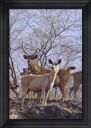 Framed Alert Sambars, Ranthambhor National Park, India Print