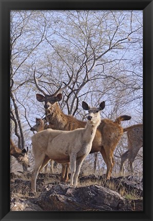 Framed Alert Sambars, Ranthambhor National Park, India Print