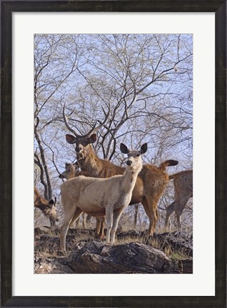 Framed Alert Sambars, Ranthambhor National Park, India Print