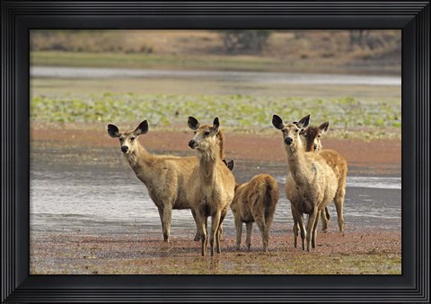 Framed Alert Sanbar deers, Ranthambhor National Park, India Print