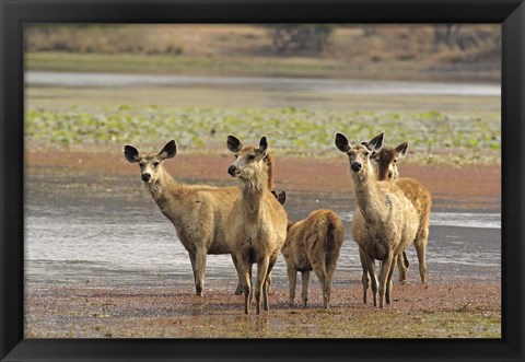 Framed Alert Sanbar deers, Ranthambhor National Park, India Print