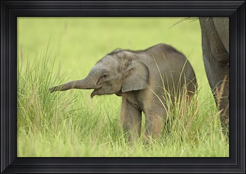 Framed Asian Elephant,Corbett National Park, Uttaranchal, India Print