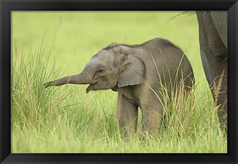 Framed Asian Elephant,Corbett National Park, Uttaranchal, India Print