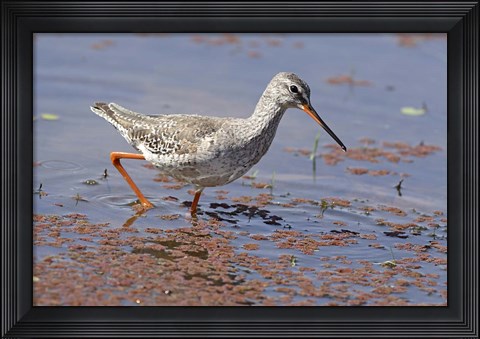 Framed Bird, Redshank, Ranthambhor National Park, India Print