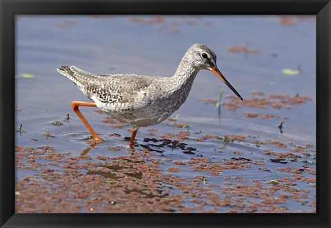 Framed Bird, Redshank, Ranthambhor National Park, India Print