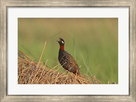 Framed Black Partridge bird, Corbett NP, Uttaranchal, India Print