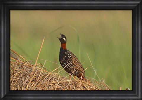 Framed Black Partridge bird, Corbett NP, Uttaranchal, India Print