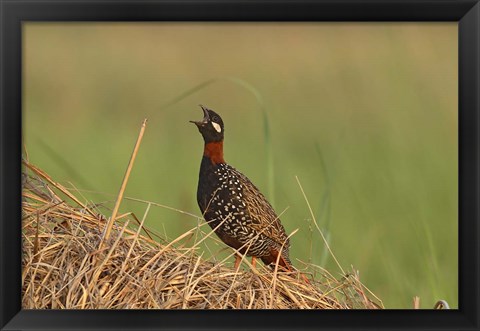 Framed Black Partridge bird, Corbett NP, Uttaranchal, India Print