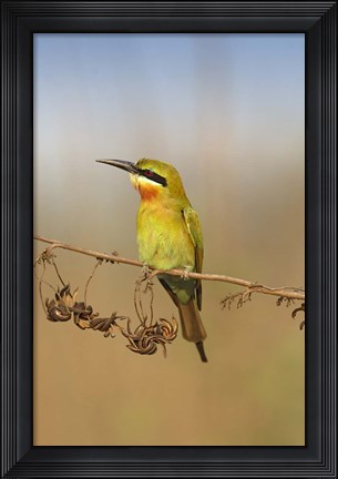 Framed Bluetailed Bee eater, Corbett NP, Uttaranchal, India Print