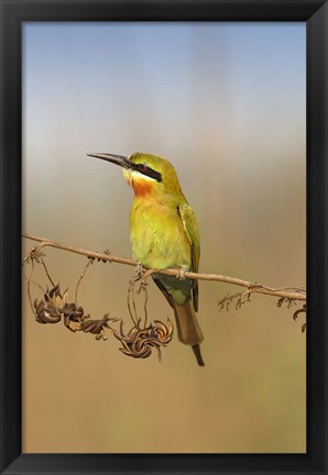 Framed Bluetailed Bee eater, Corbett NP, Uttaranchal, India Print