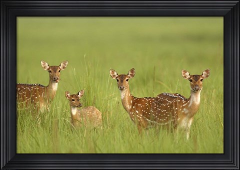 Framed Chital Deer wildlife, Corbett NP, Uttaranchal, India Print