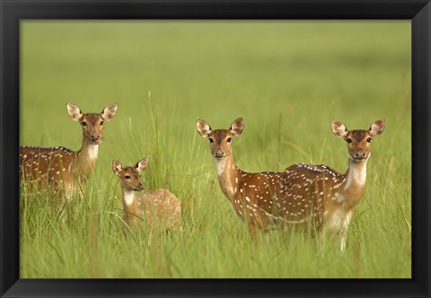 Framed Chital Deer wildlife, Corbett NP, Uttaranchal, India Print