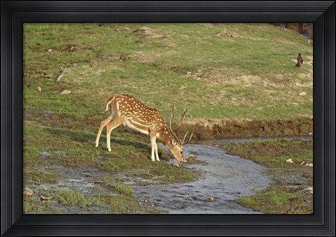 Framed Chital wildlife, Corbett NP, Uttaranchal, India Print