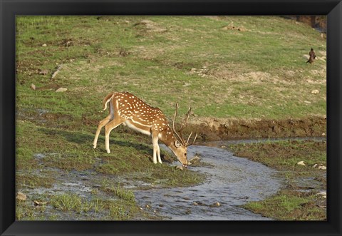 Framed Chital wildlife, Corbett NP, Uttaranchal, India Print