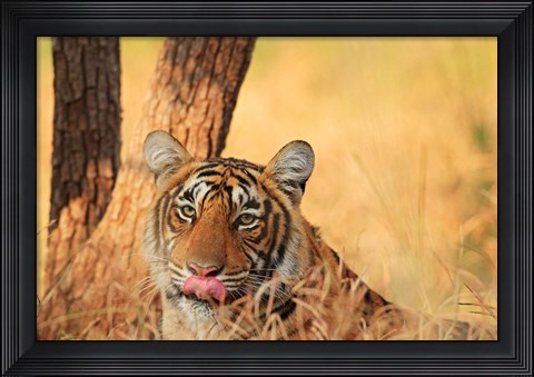 Framed Close up of Royal Bengal Tiger, Ranthambhor National Park, India Print